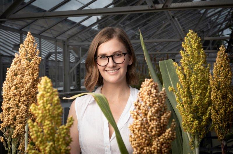 Hotter Drier CRISPR Editing For Climate Change Queensland Alliance 